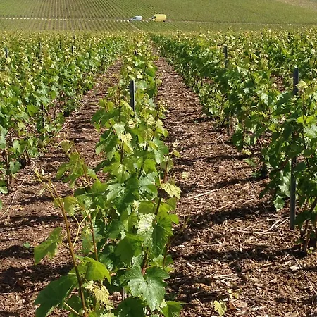 Du Clos Pommier Сasa de vacaciones Chavot-Courcourt